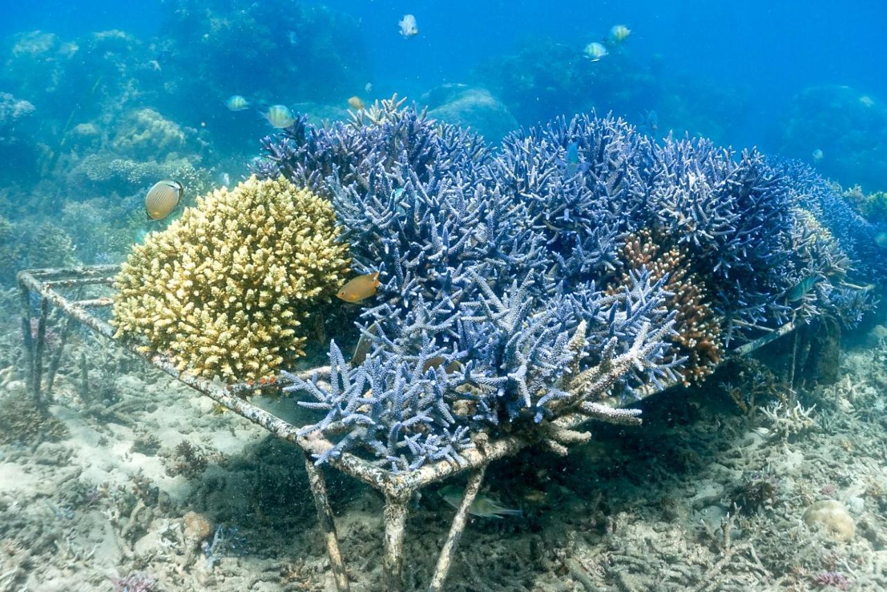Hotel Alam Karang Gili Gede Exteriér fotografie